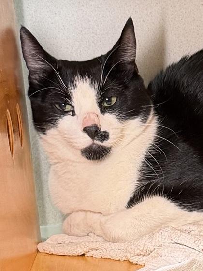 Pistachio, Adoptable, Young Male Domestic Short Hair & Domestic Short Hair.
