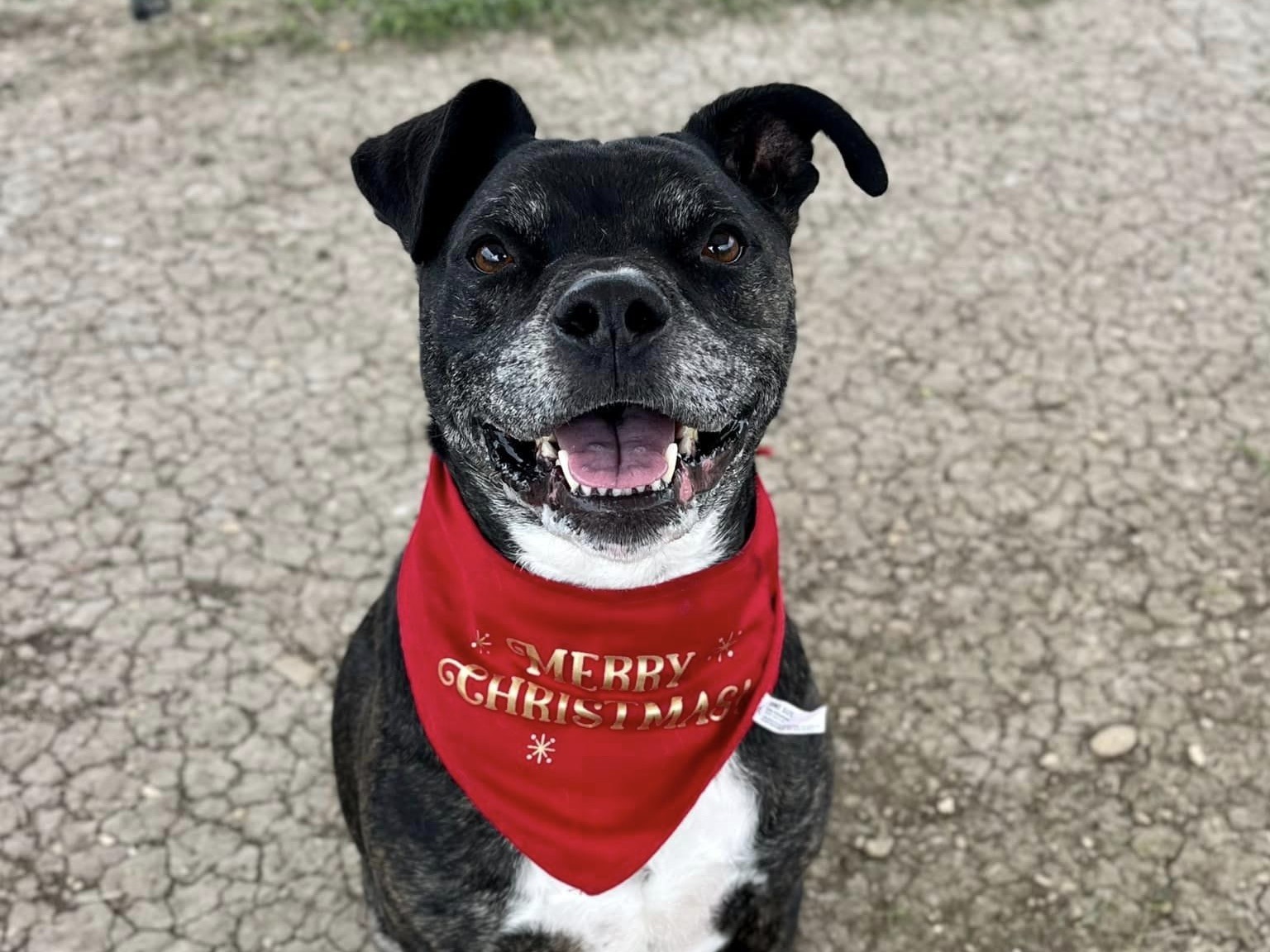 Benji, Adult Male Mixed Breed