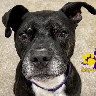 Enlarge Benji, a Adoptable Mixed Breed in Georgetown, TX image 5/6