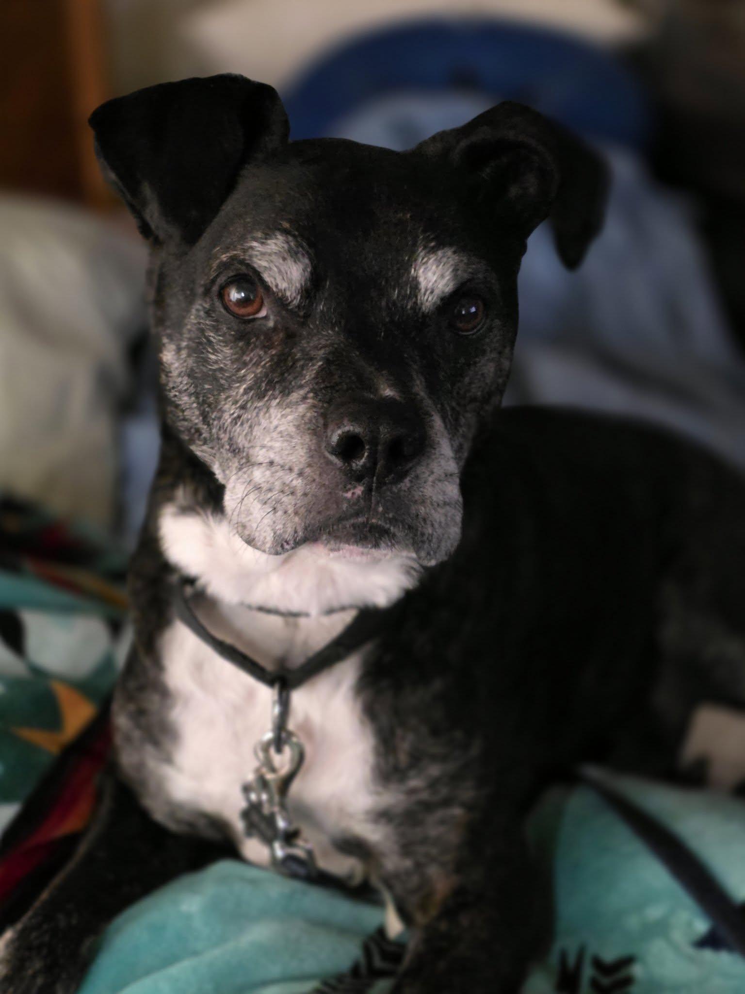 Enlarge Benji, a Adoptable Mixed Breed in Georgetown, TX image 2/6