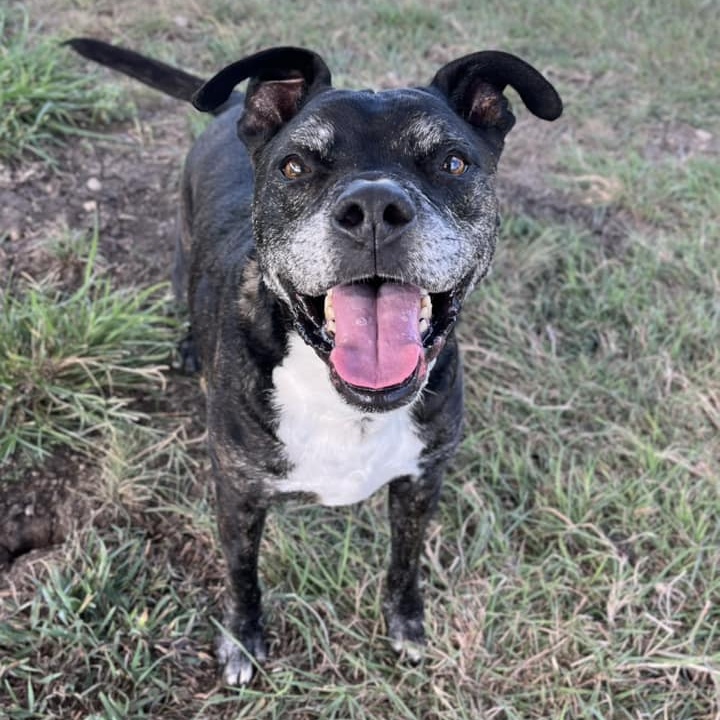 Enlarge Benji, a Adoptable Mixed Breed in Georgetown, TX image 1/6