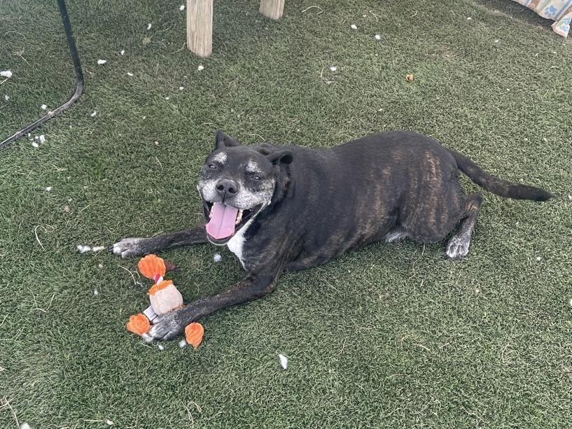 Enlarge Benji, a Adoptable Mixed Breed in Georgetown, TX image 2/6