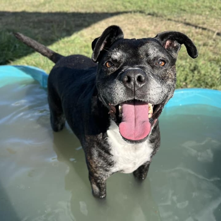 Enlarge Benji, a Adoptable Mixed Breed in Georgetown, TX image 3/6