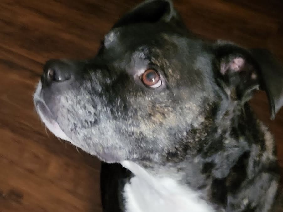 Benji photo 6
