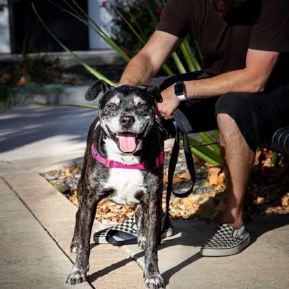 Enlarge Benji, a Adoptable Mixed Breed in Georgetown, TX image 3/6