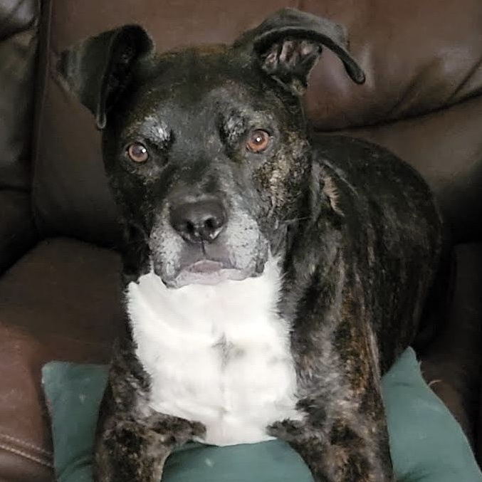 Enlarge Benji, a Adoptable Mixed Breed in Georgetown, TX image 4/6