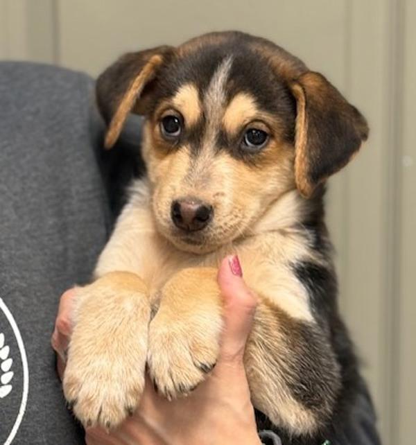 Scott from Sales, Adoptable, Puppy Male Catahoula Leopard Dog & Australian Cattle Dog / Blue Heeler.