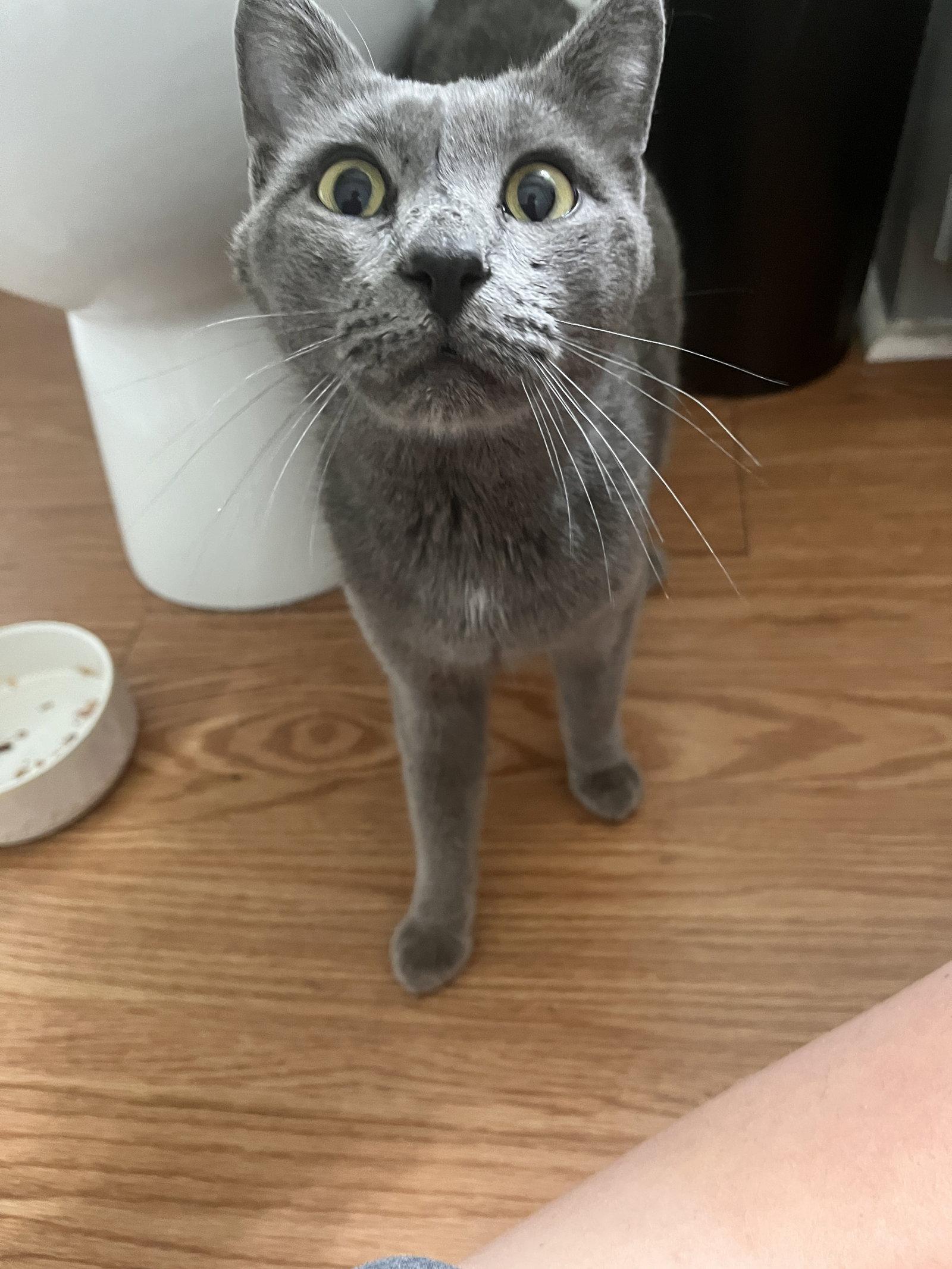 Joey Bottles, Adoptable, Young Male Domestic Medium Hair.