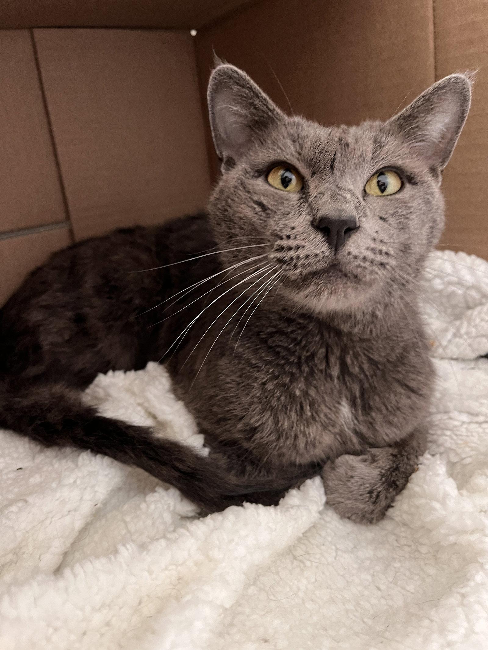 Enlarge Joey Bottles, a Adoptable Domestic Medium Hair in Mint Hill, NC image 3/3