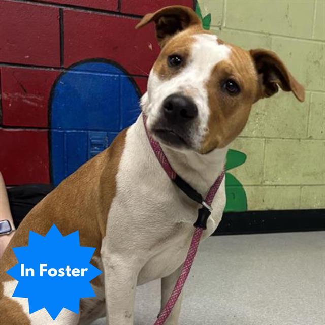 Enlarge ADDISON, a Adoptable mixed breed in Indianapolis, IN image 1/1