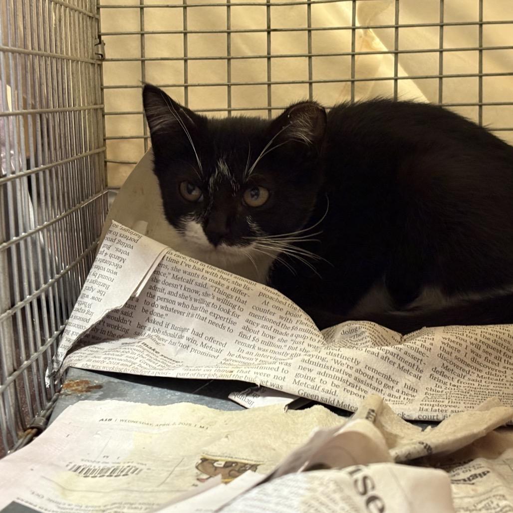 Lightning, Adoptable, Young Female Domestic Short Hair.