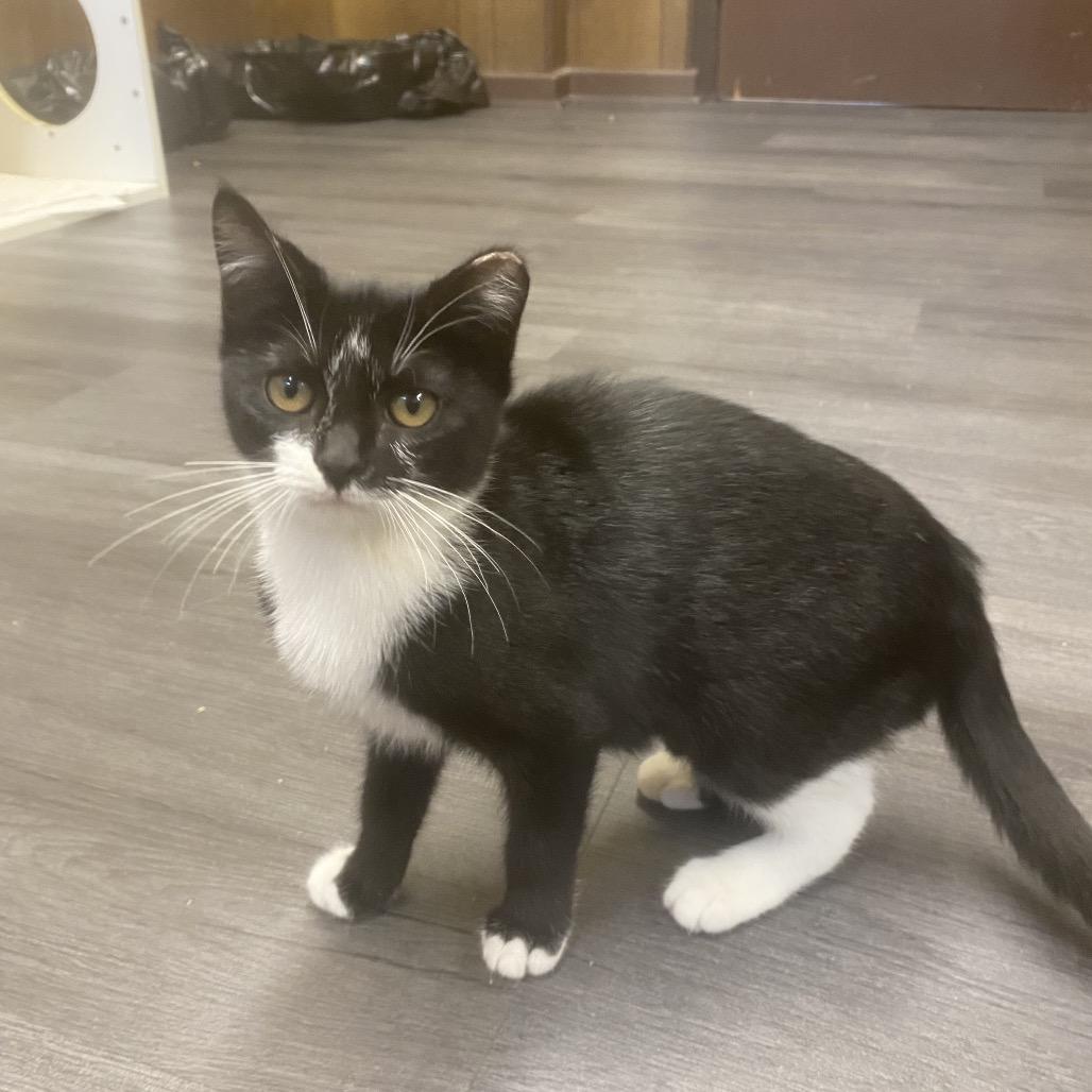 Enlarge Lightning, a Adoptable Domestic Short Hair in Union, MO image 2/3