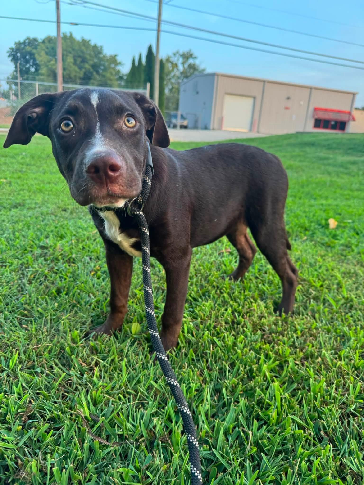 Enlarge Fiona, a Adopted mixed breed in Huntsville, AL image 5/5