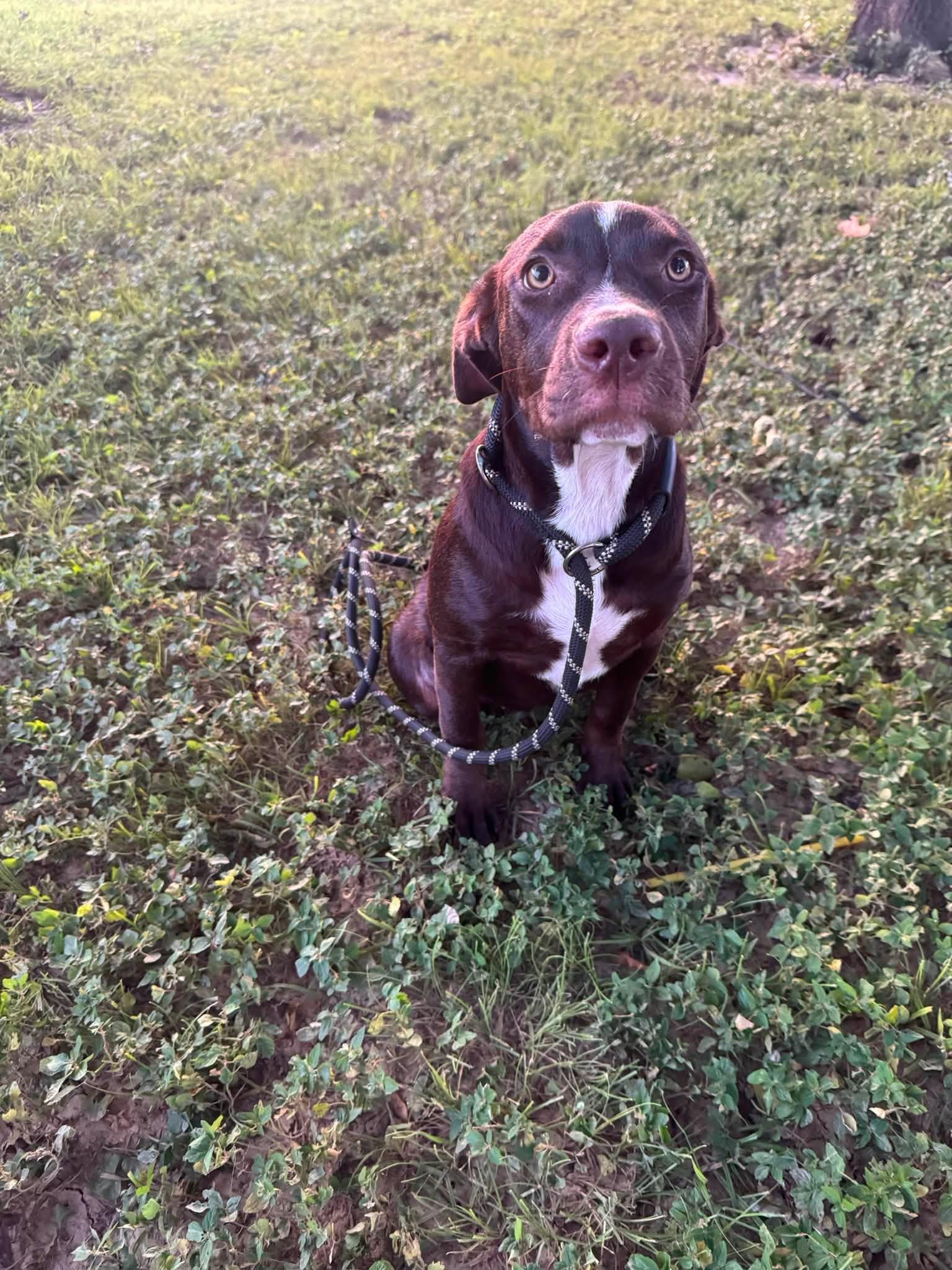 Enlarge Fiona, a Adopted mixed breed in Huntsville, AL image 2/5