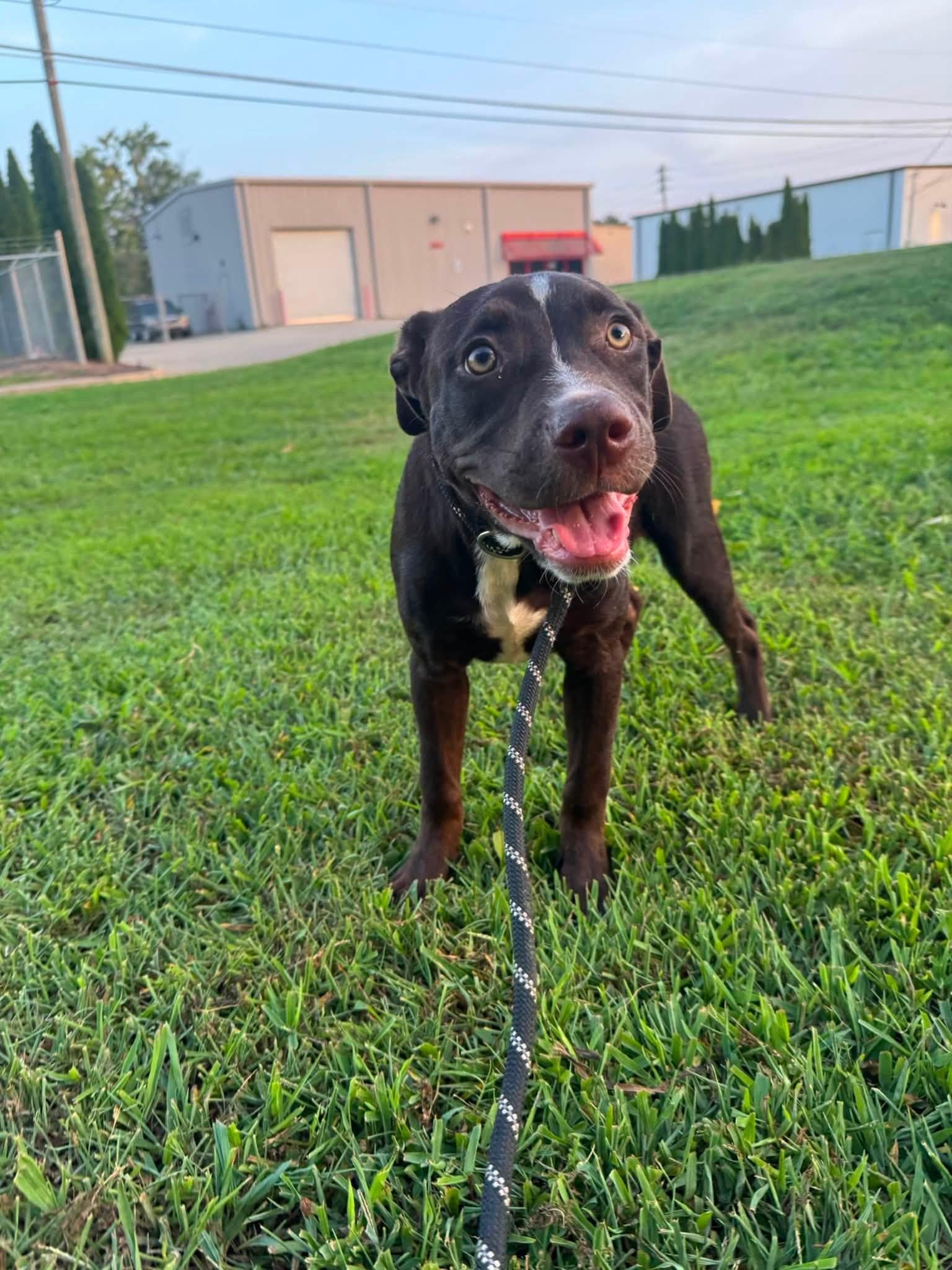Enlarge Fiona, a Adopted mixed breed in Huntsville, AL image 3/5