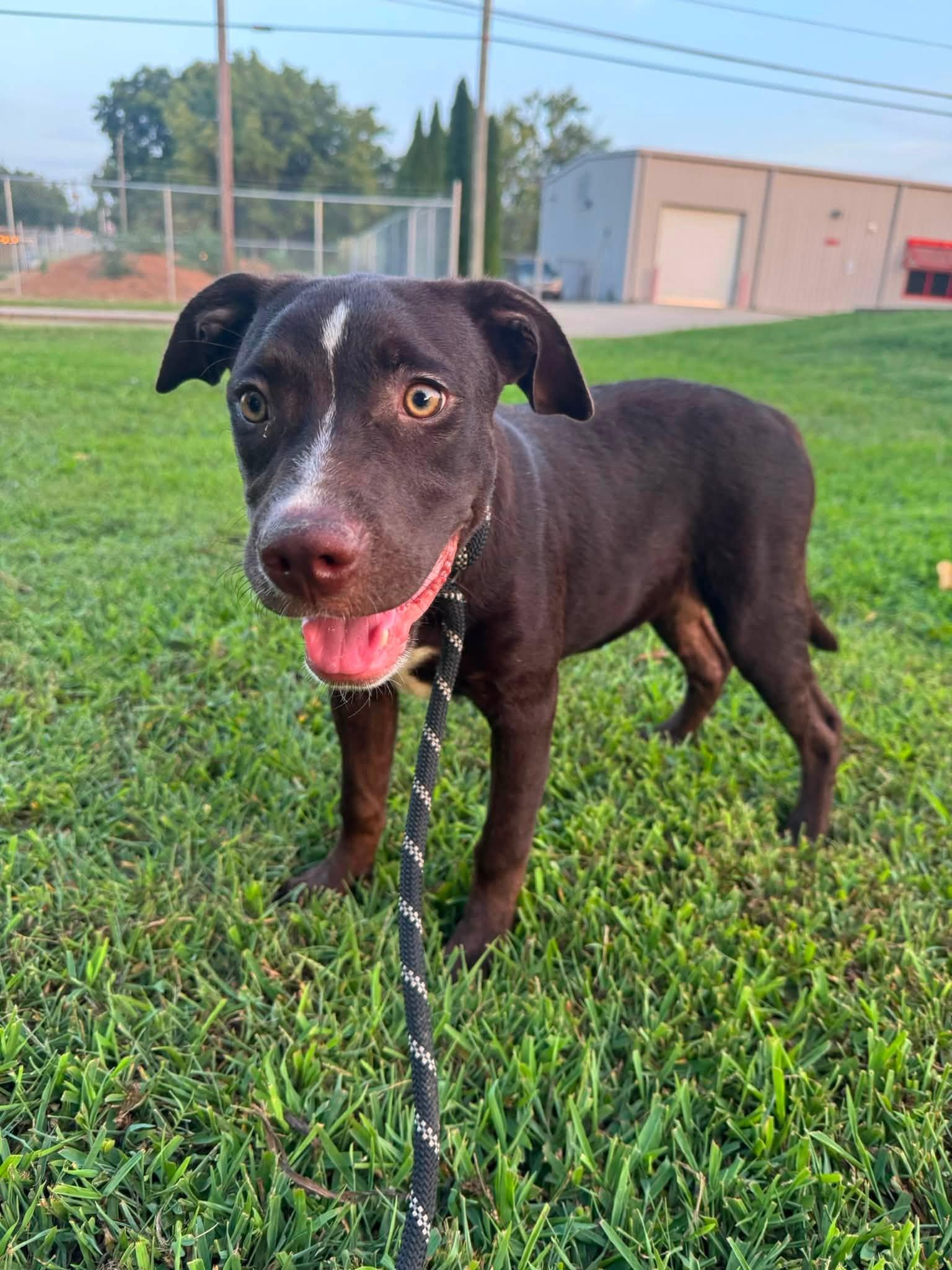 Enlarge Fiona, a Adopted mixed breed in Huntsville, AL image 4/5