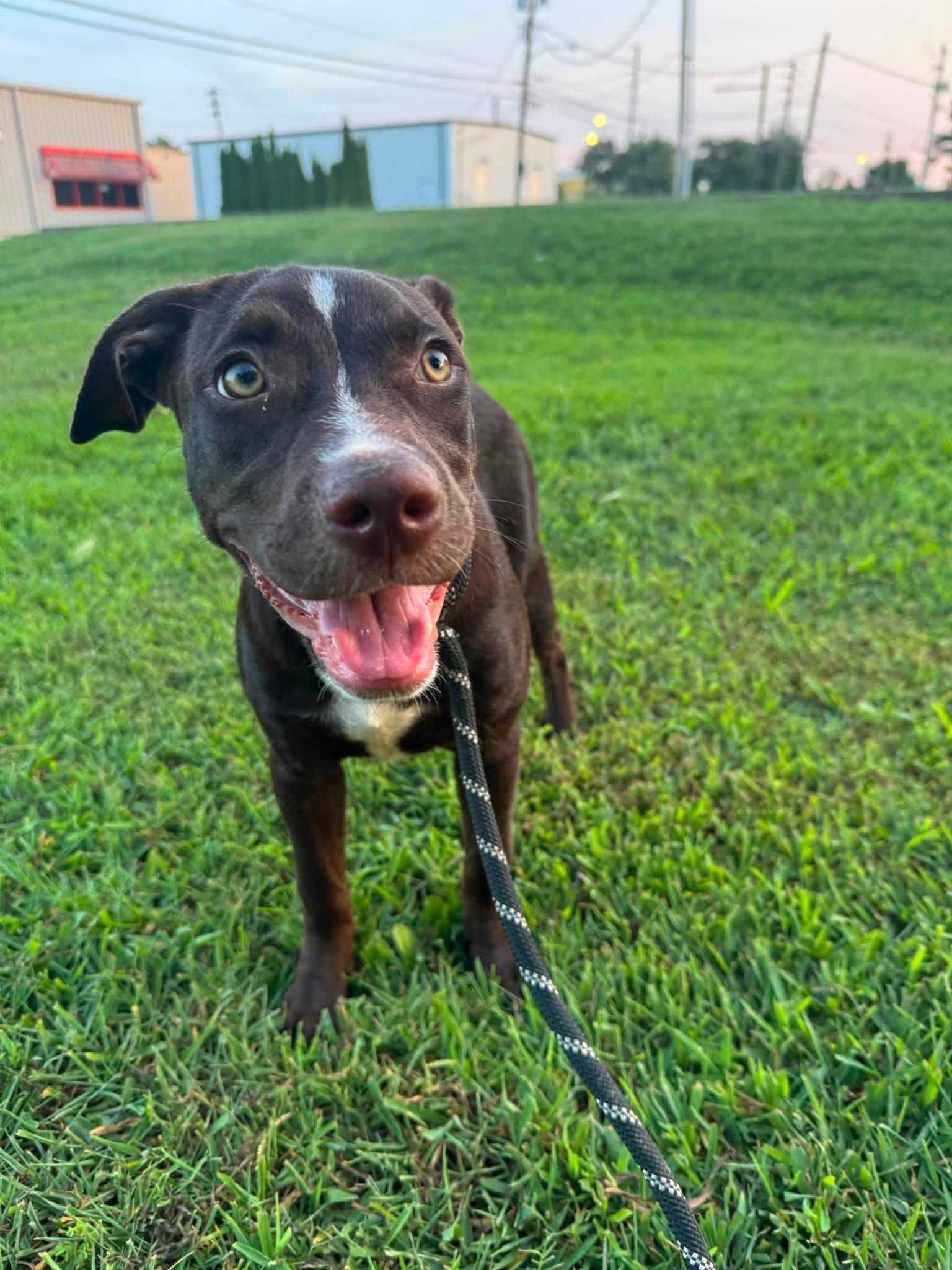 Enlarge Fiona, a Adopted mixed breed in Huntsville, AL image 1/5