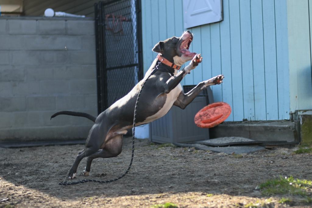 Bradley, Adoptable, Adult Male Pit Bull Terrier.