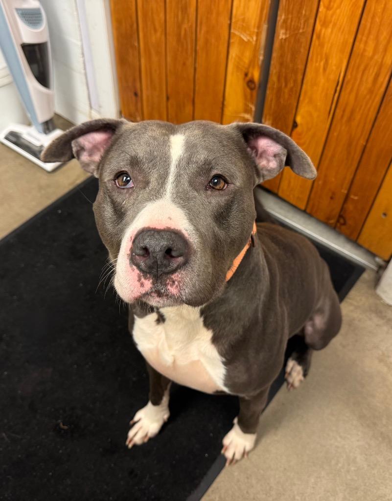 Enlarge Bradley, a Adoptable Pit Bull Terrier in Gloversville, NY image 2/6