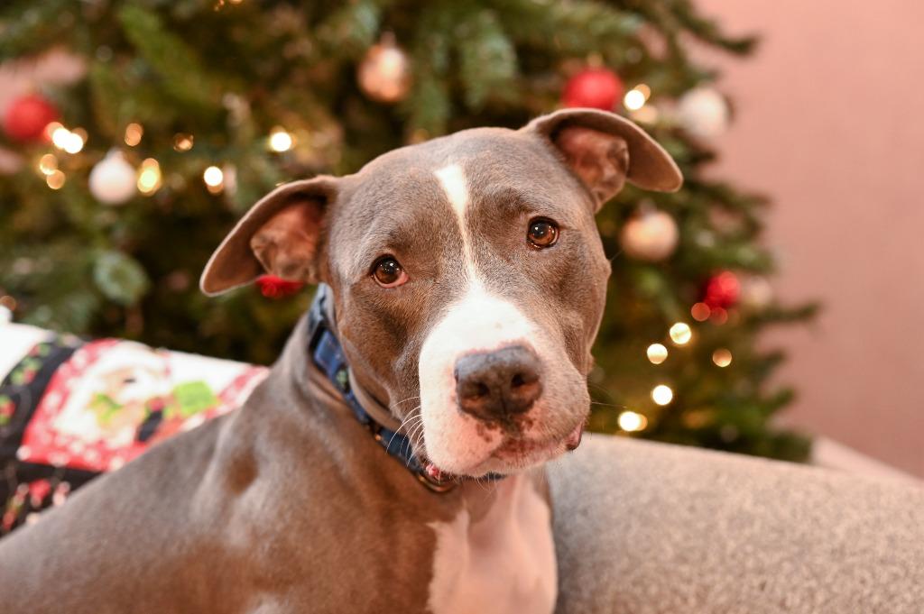Enlarge Bradley, a Adoptable Pit Bull Terrier in Gloversville, NY image 3/6