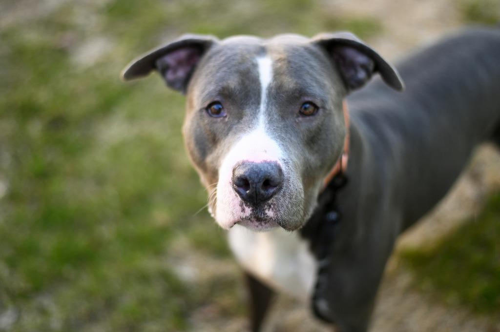 Enlarge Bradley, a Adoptable Pit Bull Terrier in Gloversville, NY image 4/6