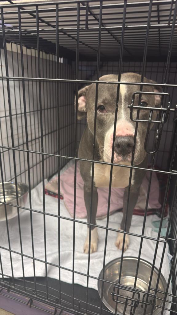 Enlarge Bradley, a Adoptable Pit Bull Terrier in Gloversville, NY image 5/6