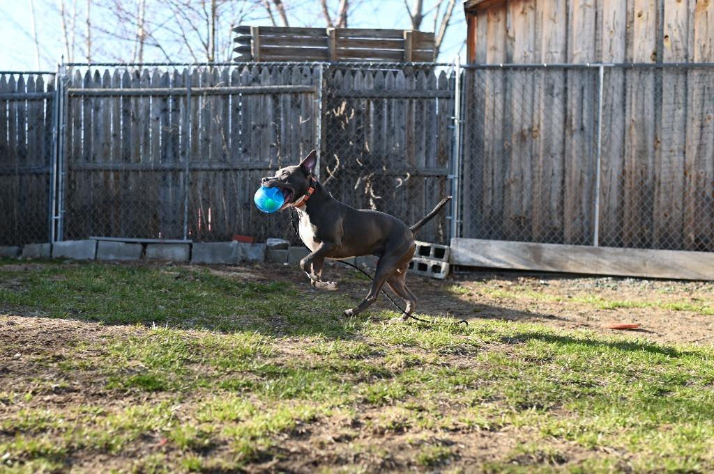 Enlarge Bradley, a Adoptable Pit Bull Terrier in Gloversville, NY image 6/6