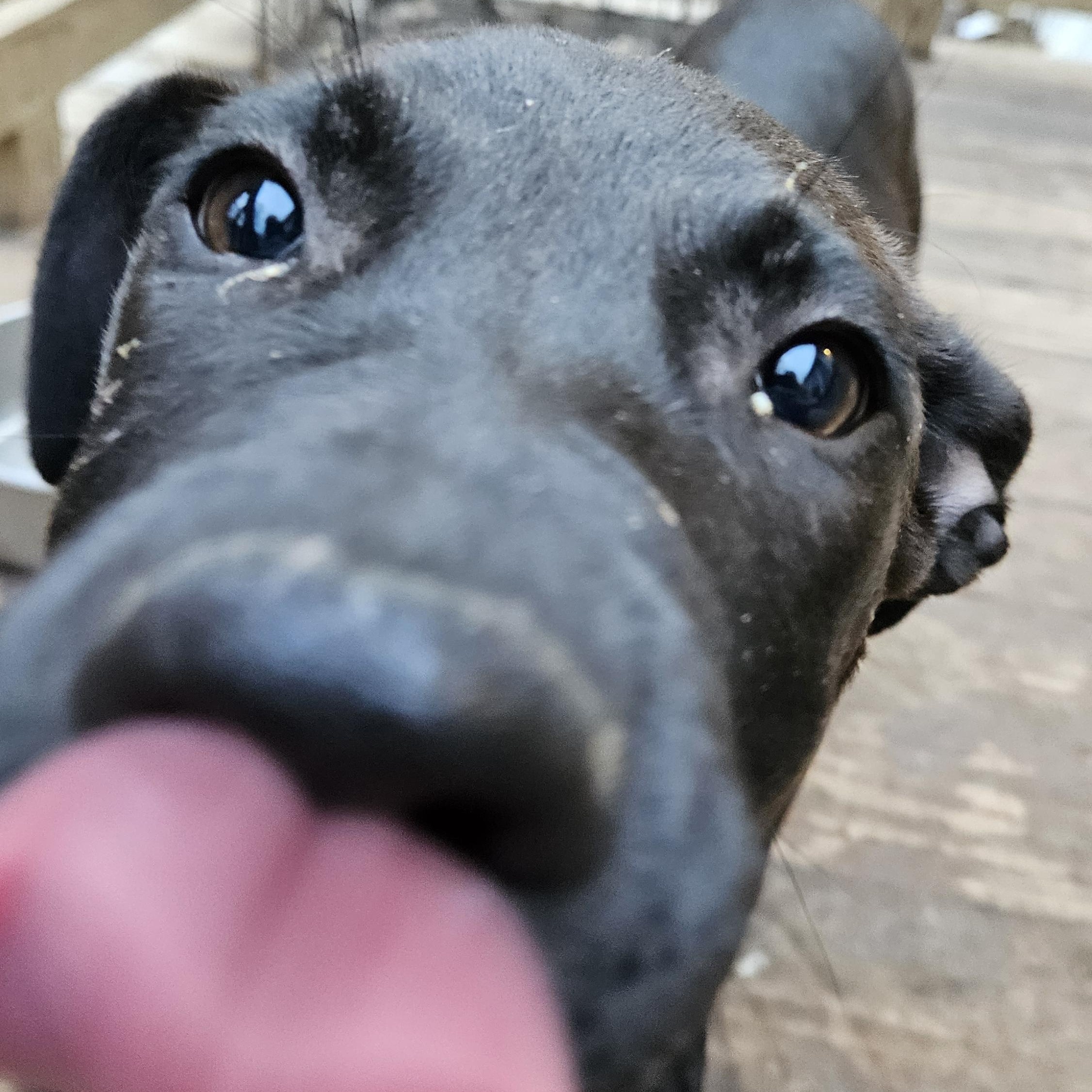 Enlarge Rose - VA, a Adoptable mixed breed in Wytheville, VA image 5/5