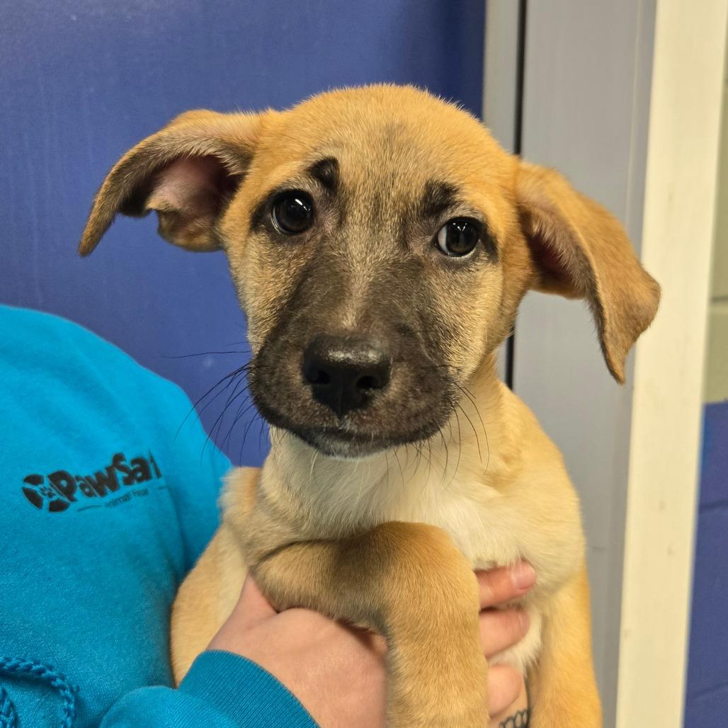 CT Canis, a Adoptable mixed breed in Stormville, NY image 1/2