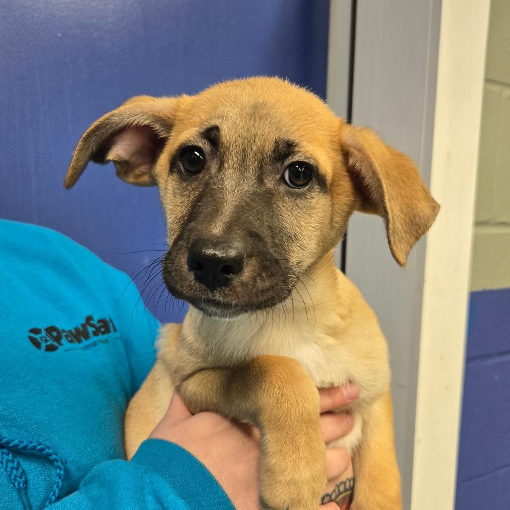 CT Canis, a Adoptable mixed breed in Stormville, NY image 2/2