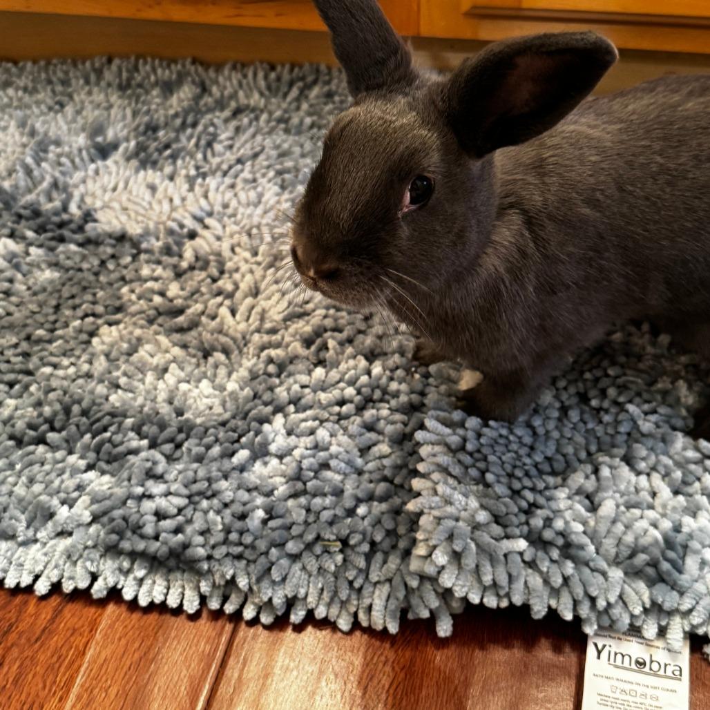 Enlarge Sunny, a Adoptable Holland Lop in The Woodlands, TX image 2/4