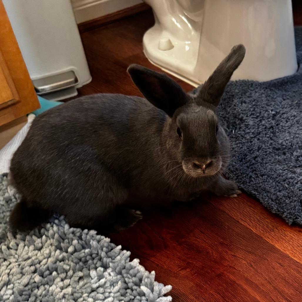 Enlarge Sunny, a Adoptable Holland Lop in The Woodlands, TX image 4/4