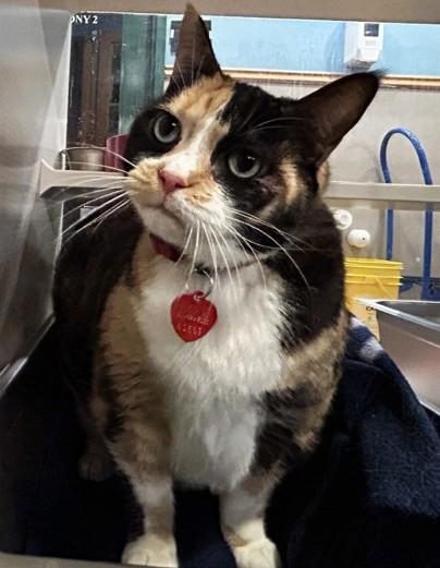 Callie, adopted, Senior Female Domestic Short Hair.