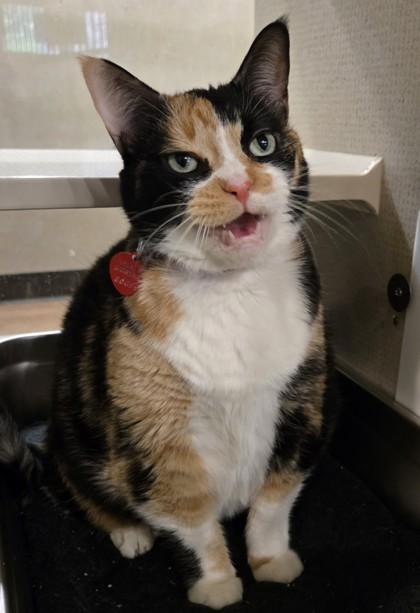 Enlarge Callie, an adopted Domestic Short Hair in Stanwood, WA image 2/3