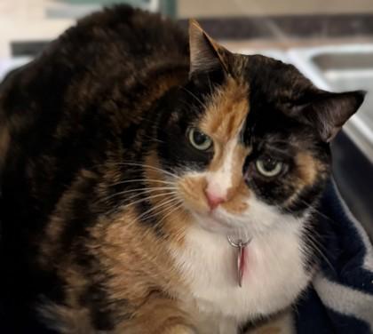 Enlarge Callie, an adopted Domestic Short Hair in Stanwood, WA image 3/3