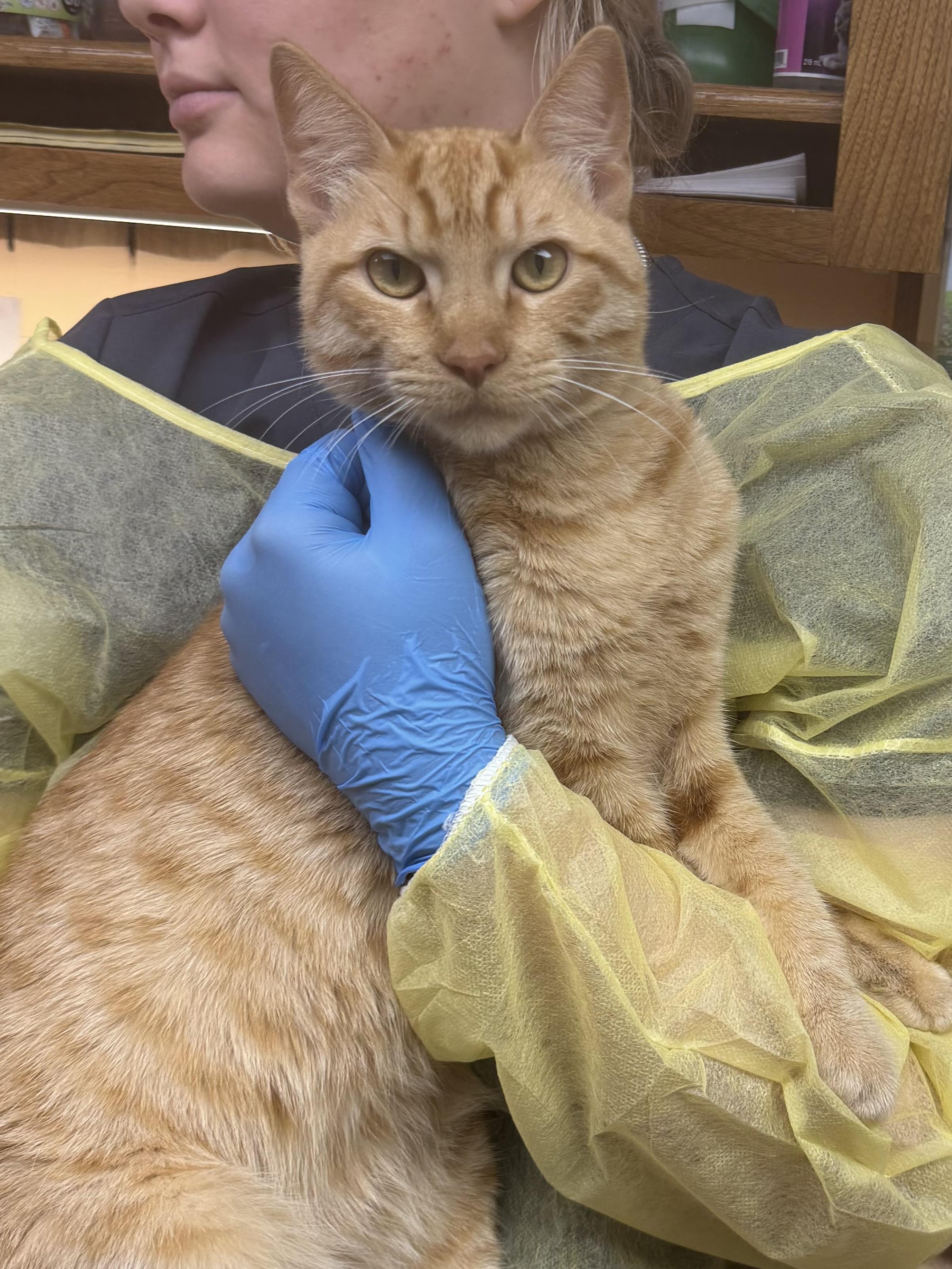 Enlarge Simba, an adopted Domestic Short Hair in Seattle, WA image 2/4