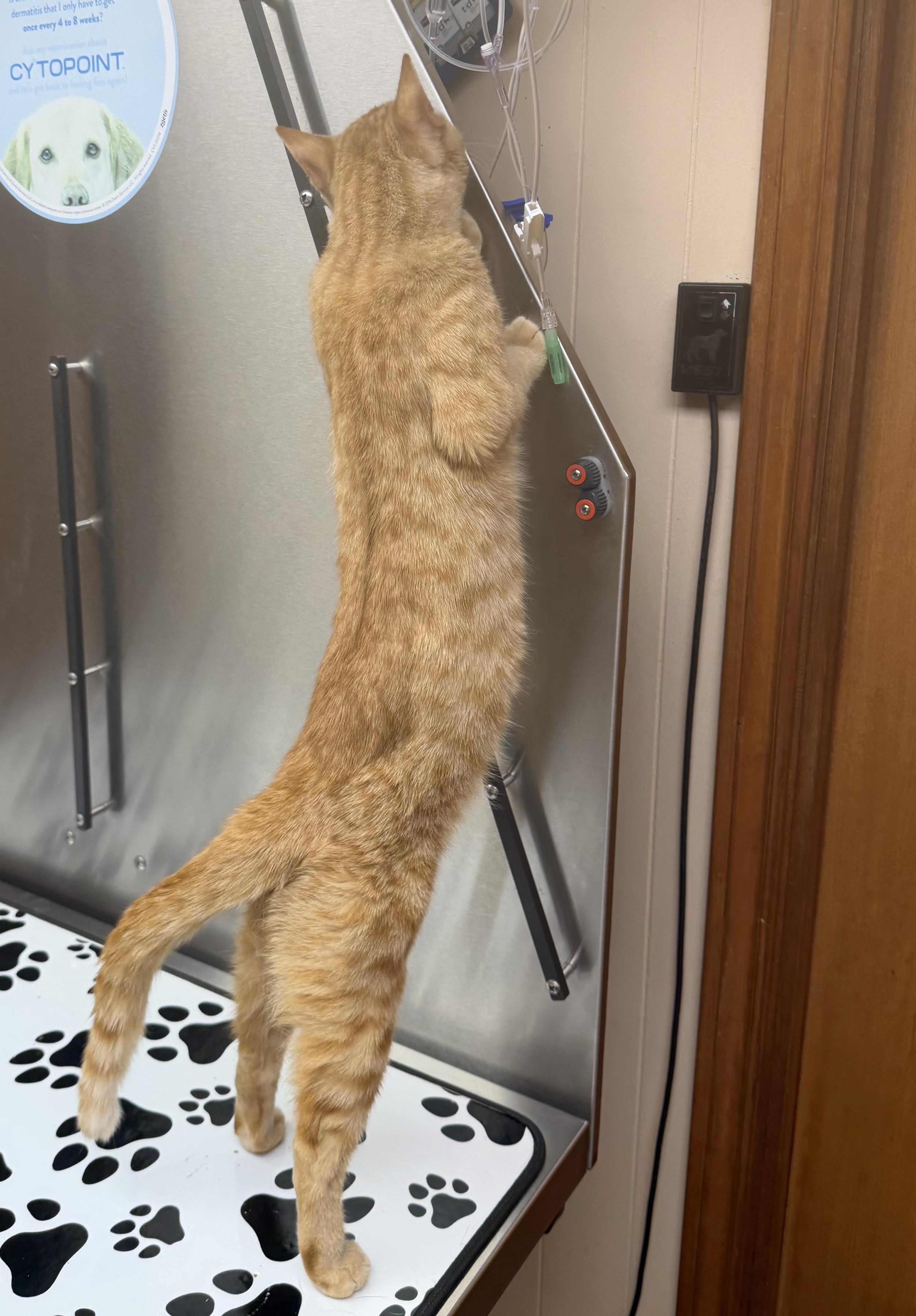 Enlarge Simba, an adopted Domestic Short Hair in Seattle, WA image 4/4