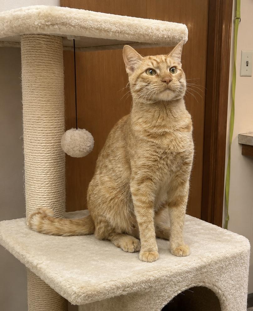 Enlarge Simba, an adopted Domestic Short Hair in Seattle, WA image 1/4