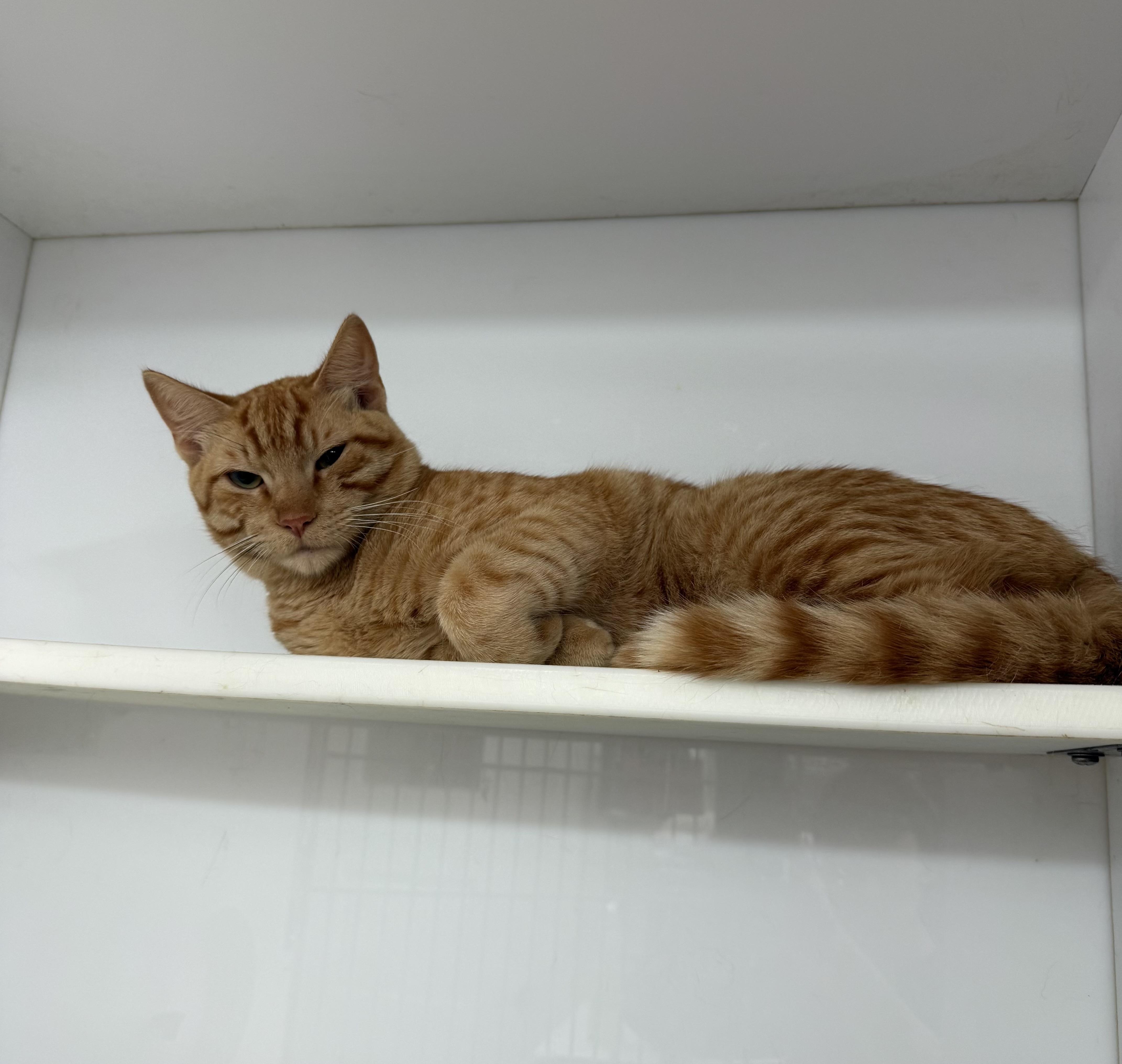 Enlarge Simba, an adopted Domestic Short Hair in Seattle, WA image 3/4