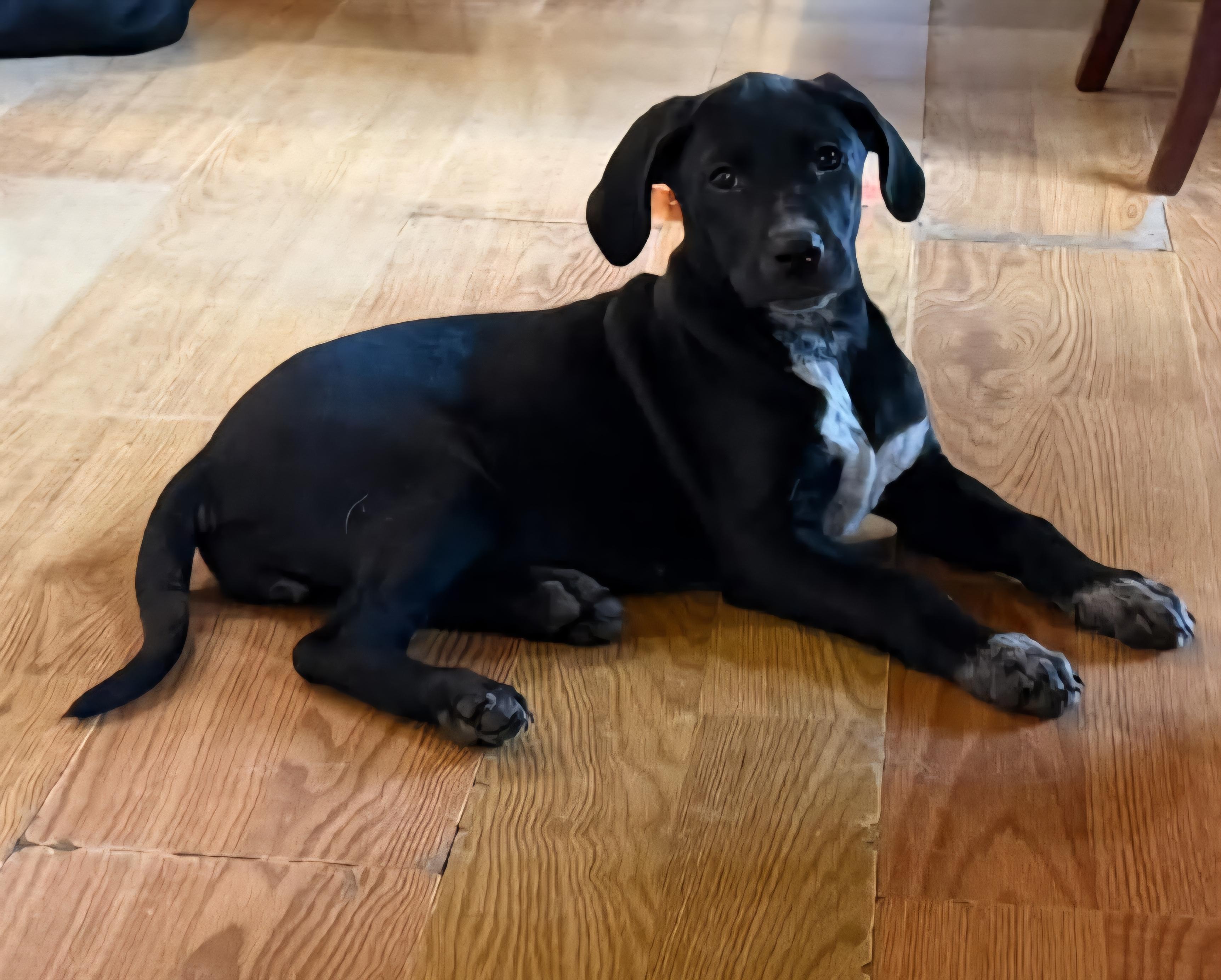 Mabel, a ADOPTABLE mixed breed in Elwood, NJ image 3/4