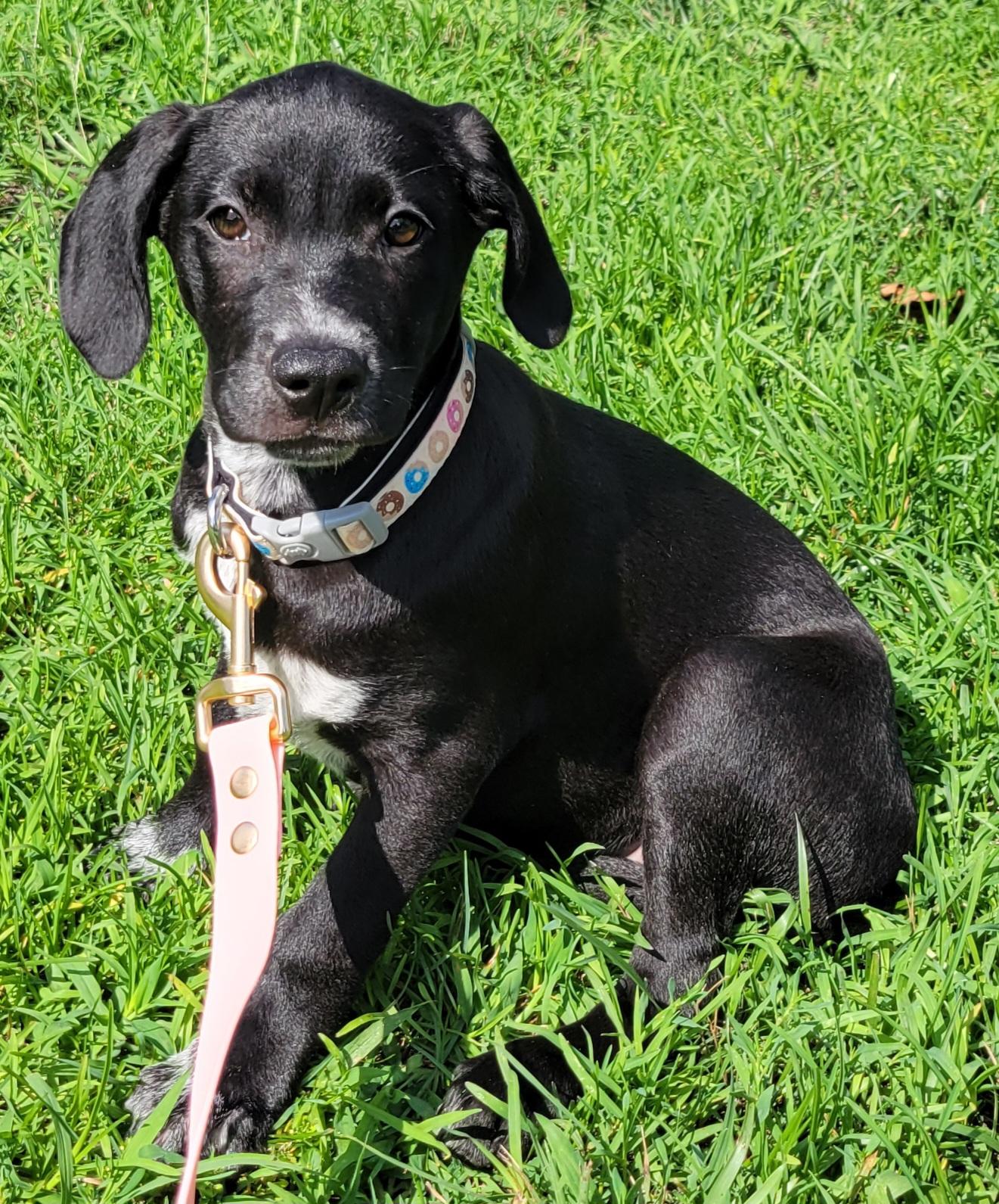 Mabel, a ADOPTABLE mixed breed in Elwood, NJ image 2/4