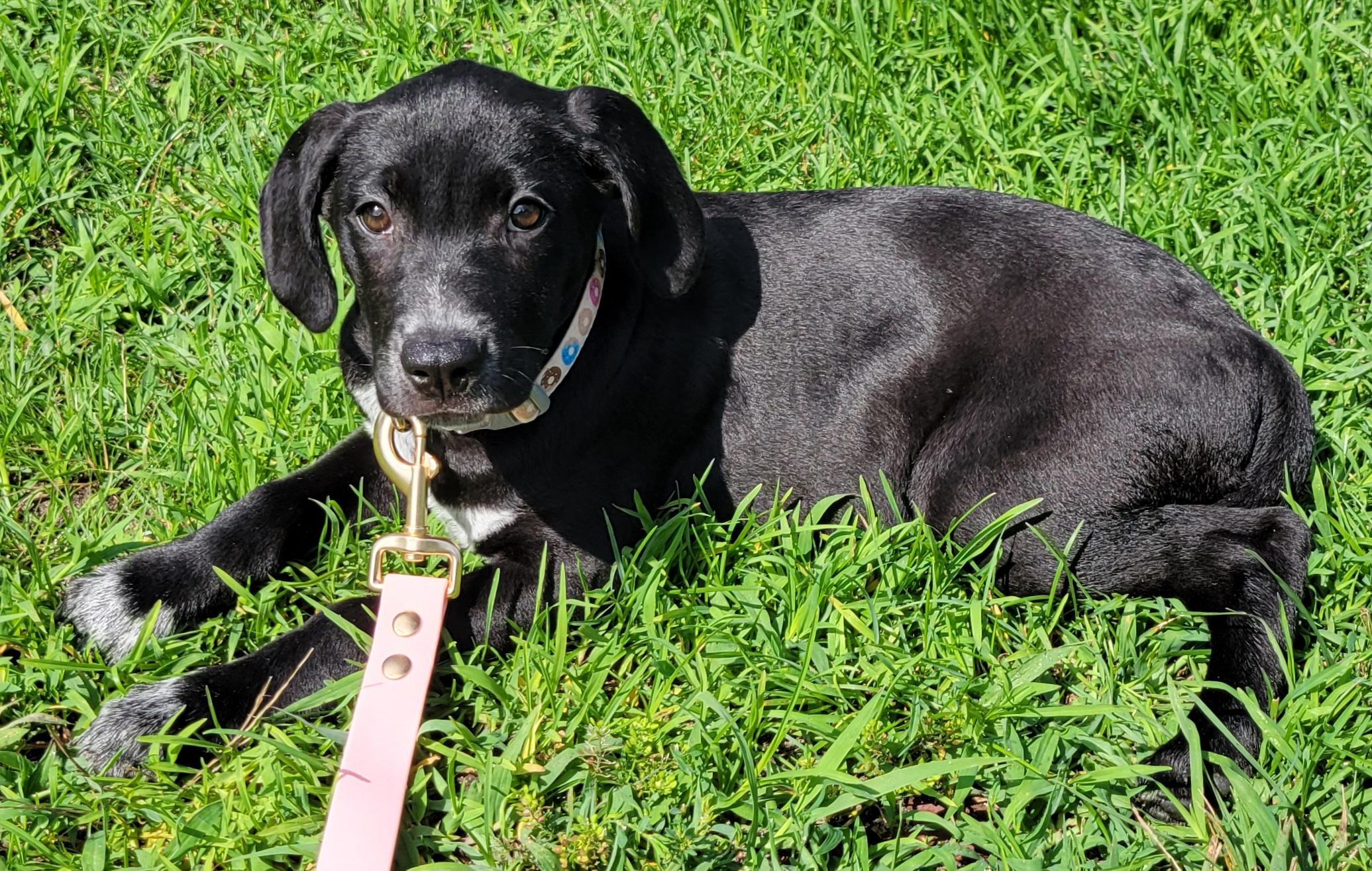 Mabel, a ADOPTABLE mixed breed in Elwood, NJ image 4/4