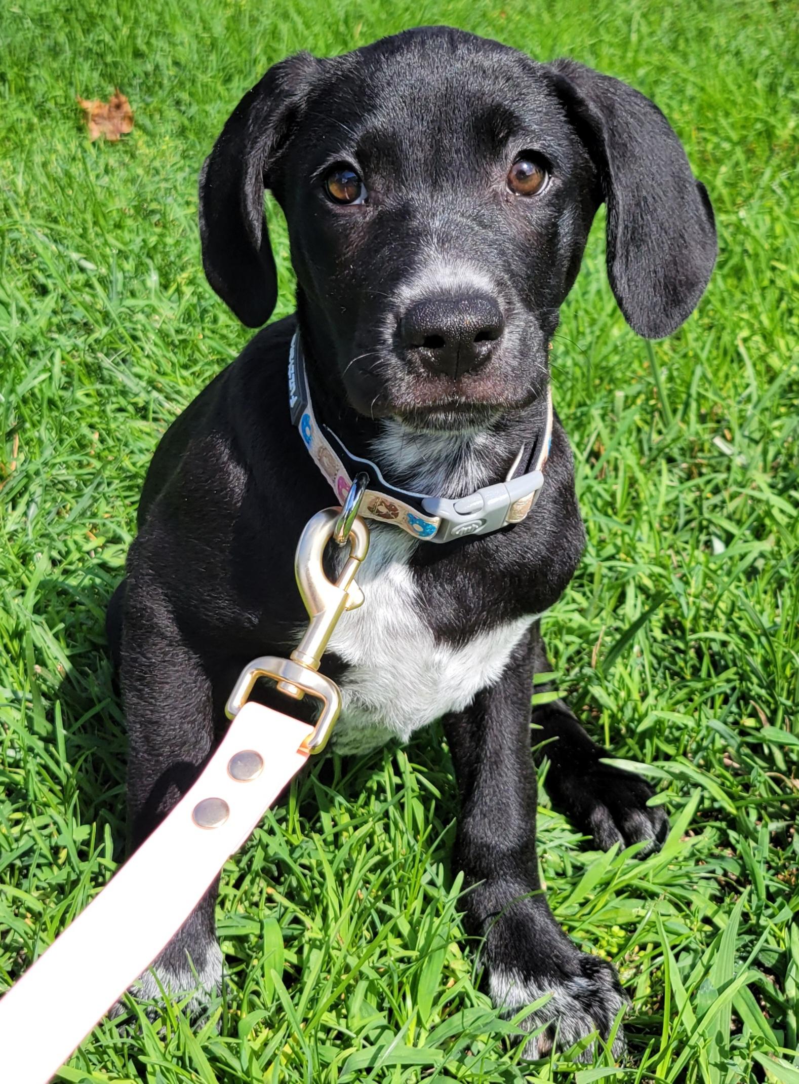 Mabel, a ADOPTABLE mixed breed in Elwood, NJ image 1/4