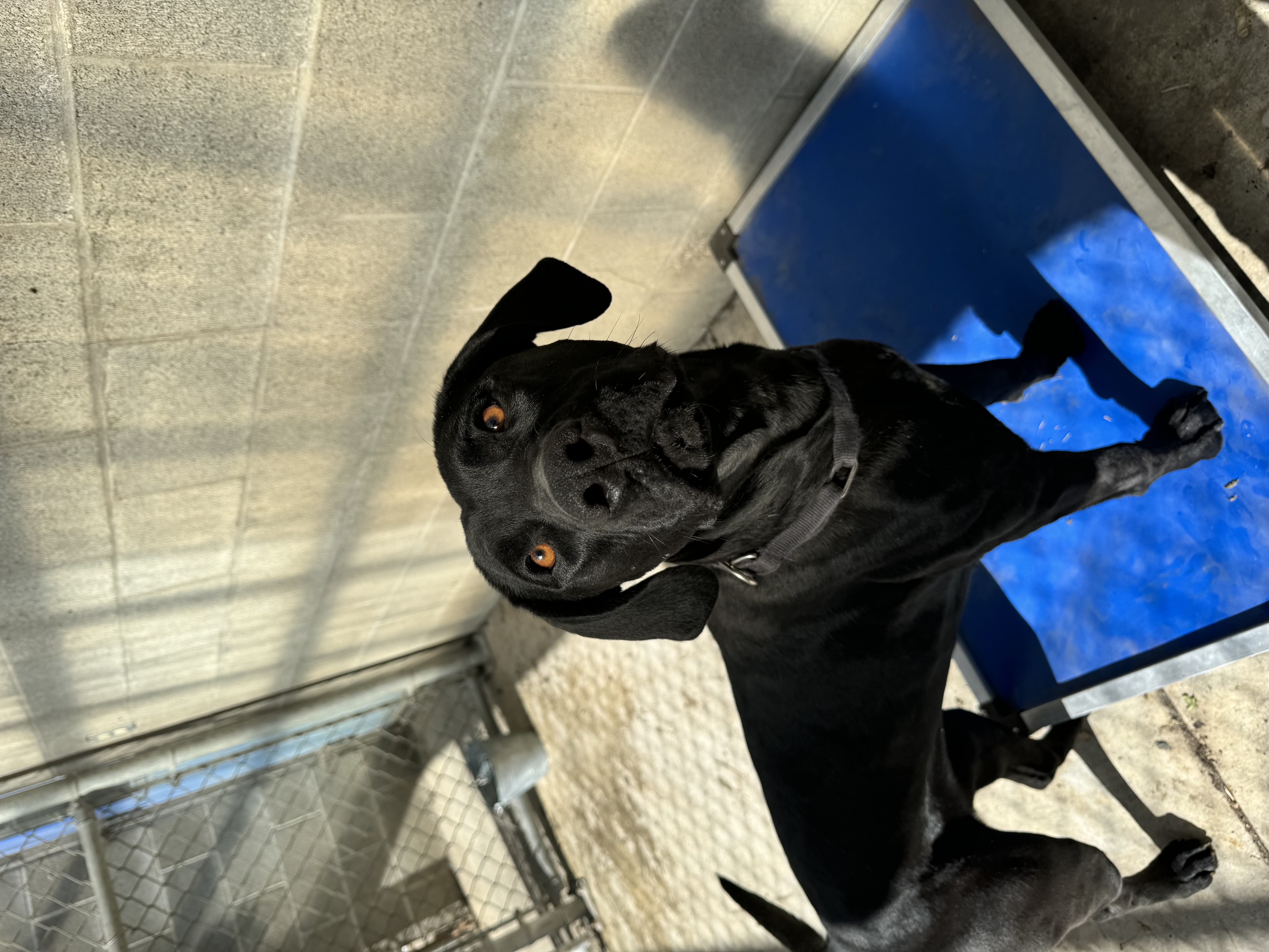 Enlarge **COURTESY LISTING** Jade, a Adoptable mixed breed in Moscow, ID image 2/6