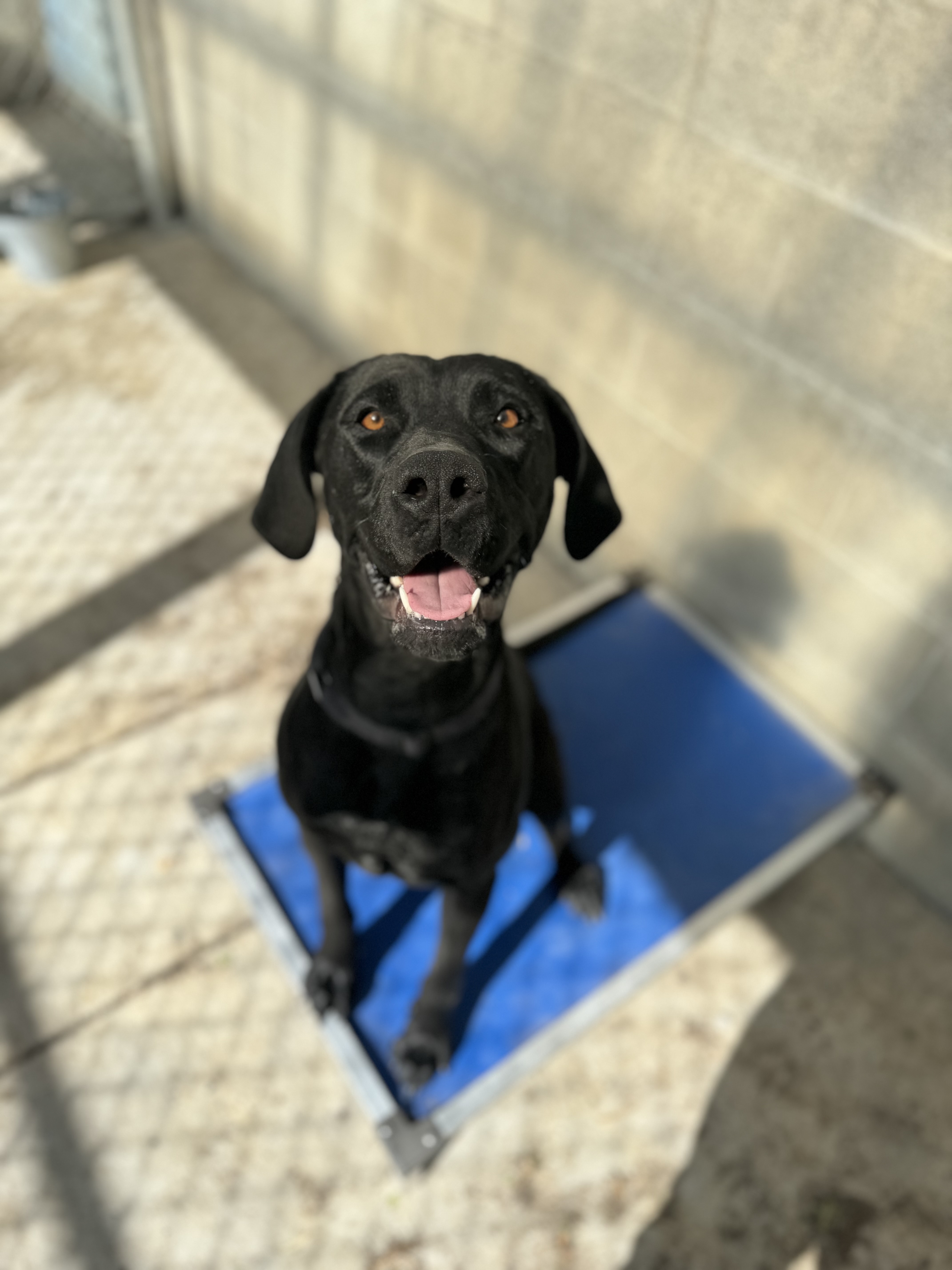 Enlarge **COURTESY LISTING** Jade, a Adoptable mixed breed in Moscow, ID image 4/6