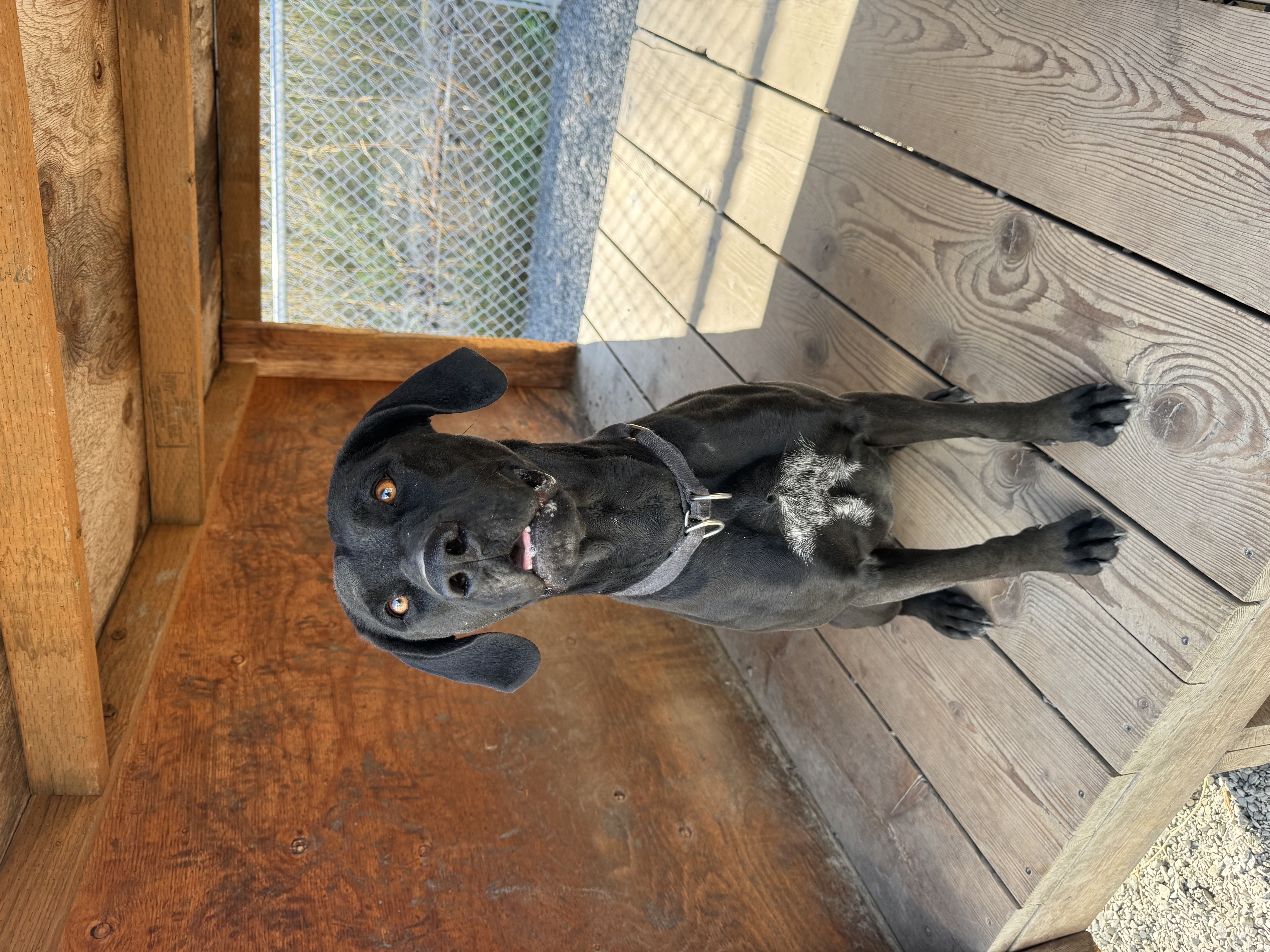 Enlarge **COURTESY LISTING** Jade, a Adoptable mixed breed in Moscow, ID image 6/6