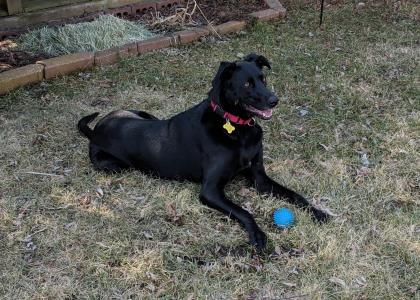 Amelia, Adoptable, Adult Female Labrador Retriever & German Shepherd Dog.
