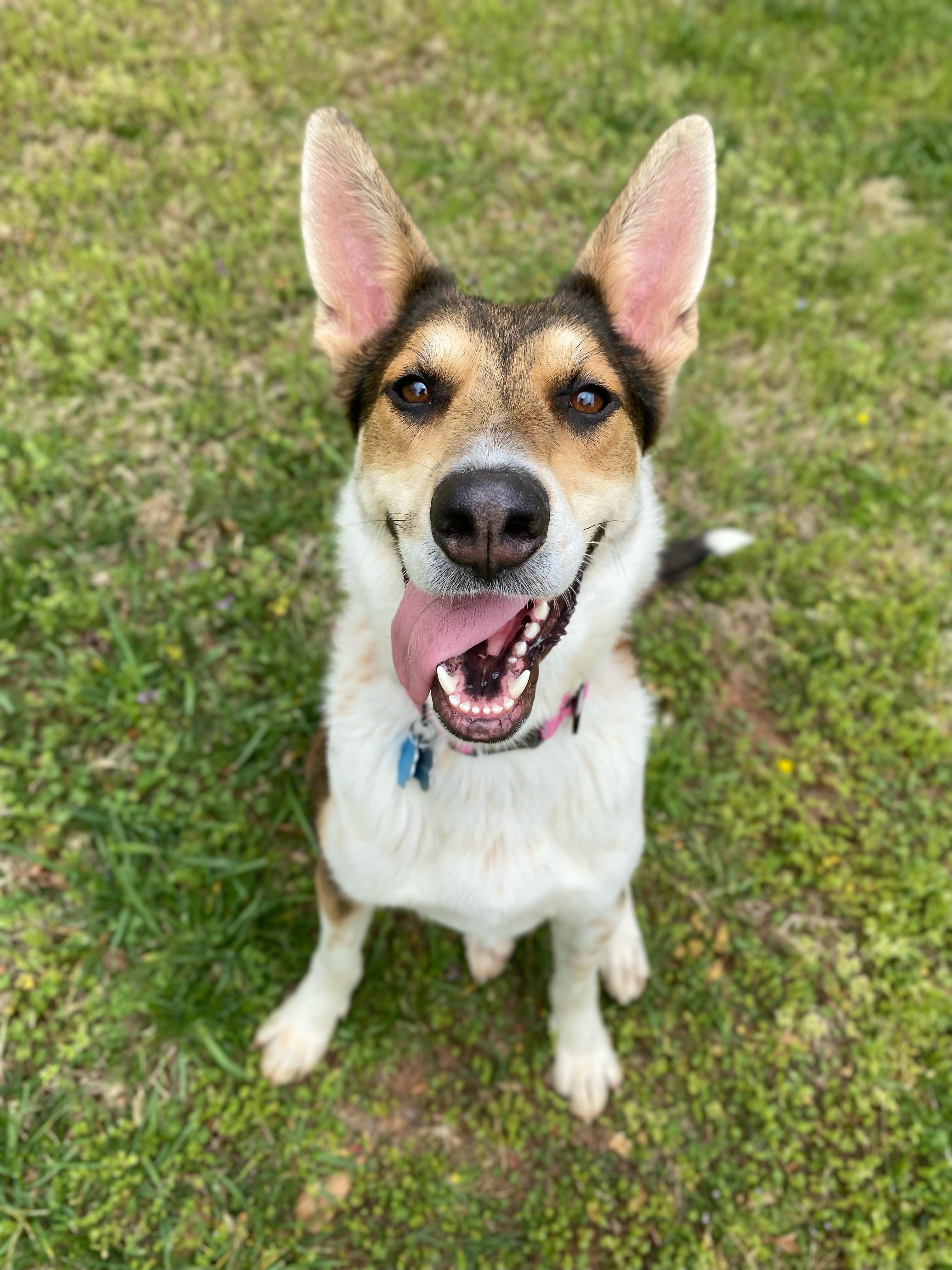 Mika, Adoptable, Adult Female German Shepherd Dog & Boxer.