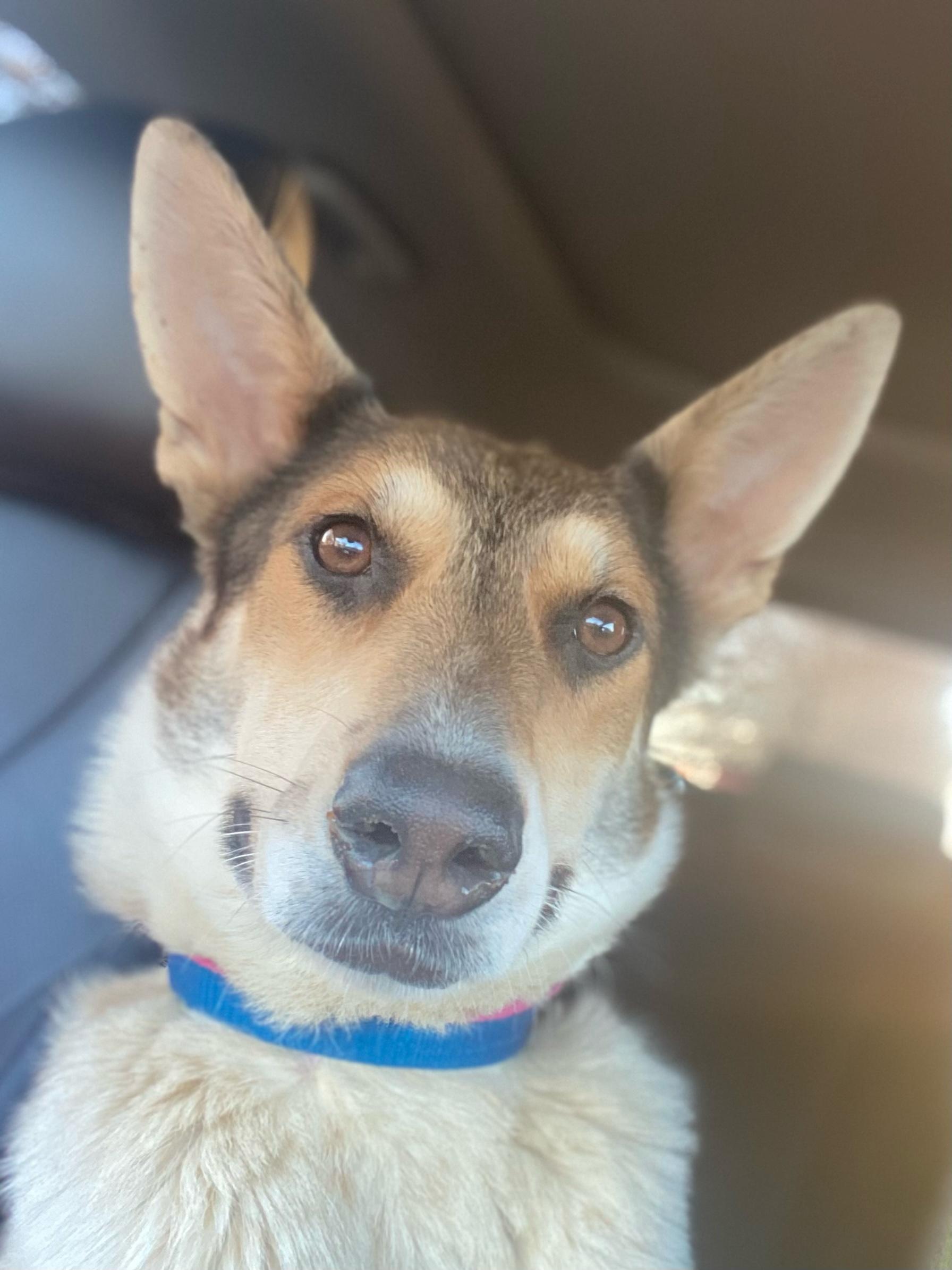 Enlarge Mika, a Adoptable mixed breed in Winder, GA image 2/6