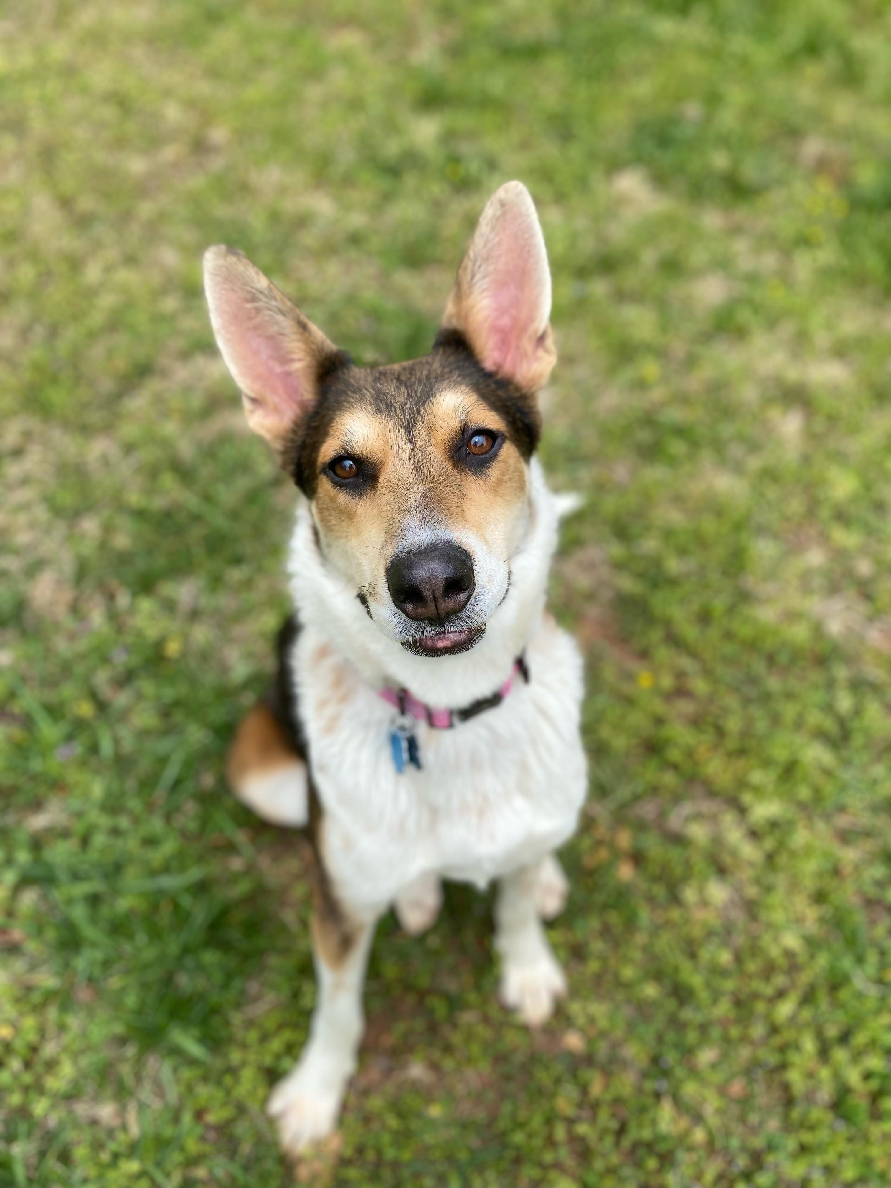 Enlarge Mika, a Adoptable mixed breed in Winder, GA image 3/6